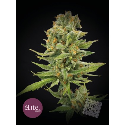 Elite seeds. Llimonet Haze