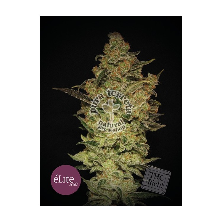 Elite seeds. Caprichosa Thai