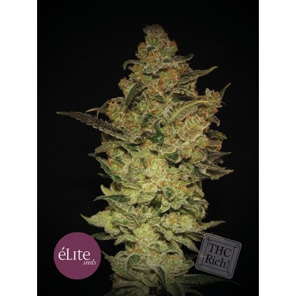 Elite seeds. Caprichosa Thai