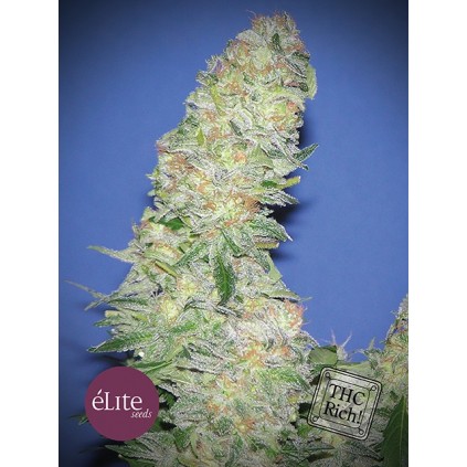 Elite seeds. Mota Khan