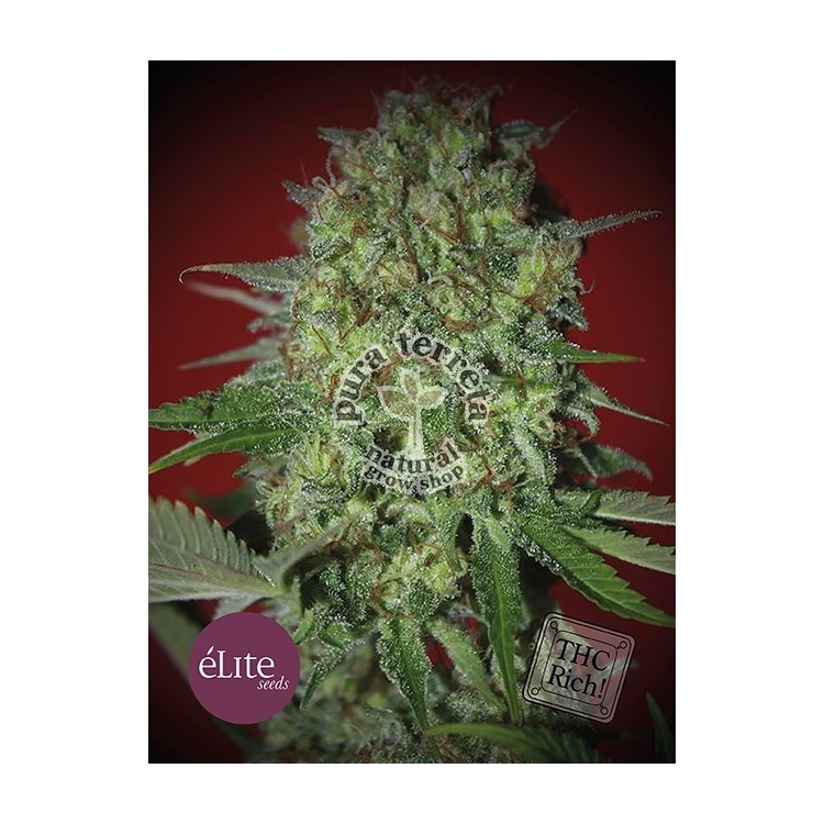 Elite seeds. Bestial Skunk