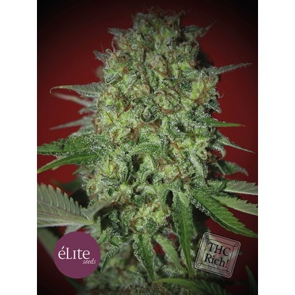 Elite seeds. Bestial Skunk