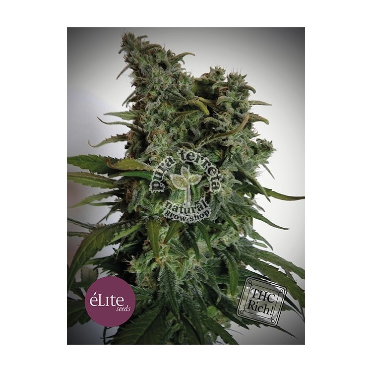 Elite seeds. Elite 47