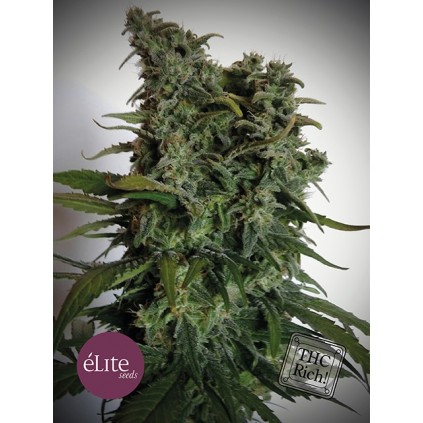 Elite seeds. Elite 47