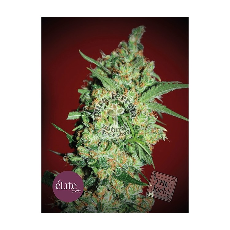 Banana Joint. Elite seeds. 
