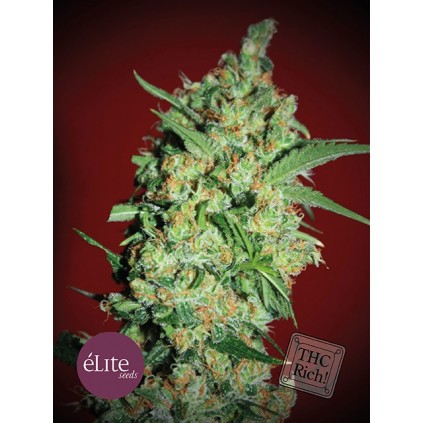 Banana Joint. Elite seeds. 