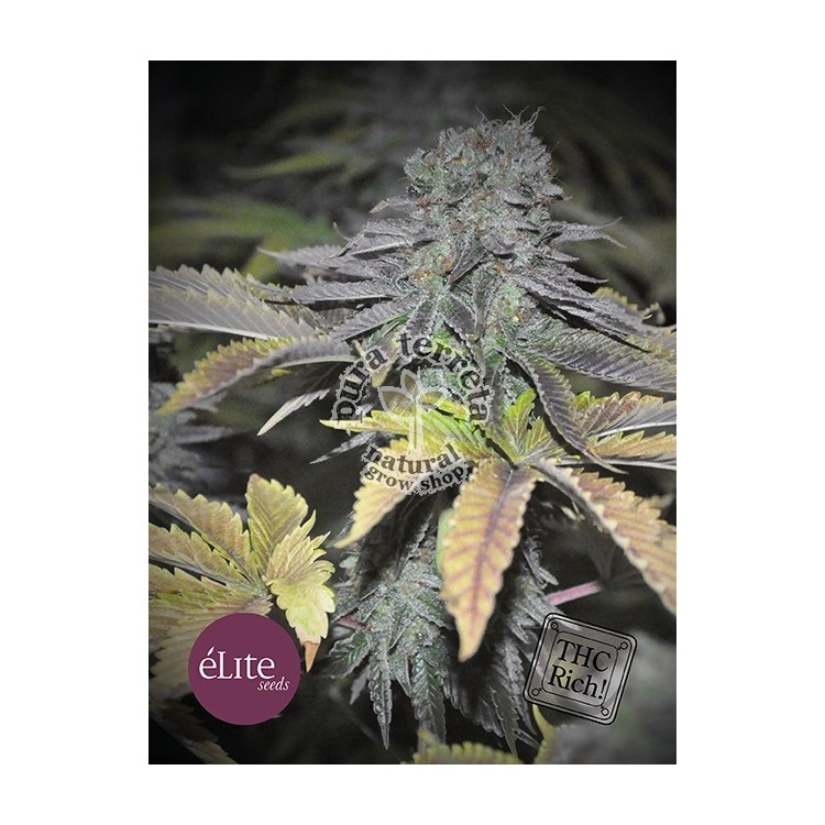 Elite seeds. Early Widow