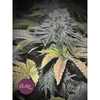 Elite seeds. Early Widow