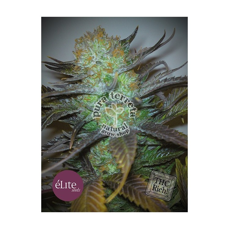 Elite seeds. Black Hole.