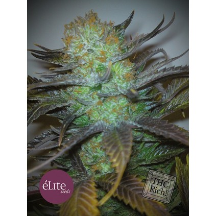 Elite seeds. Black Hole.