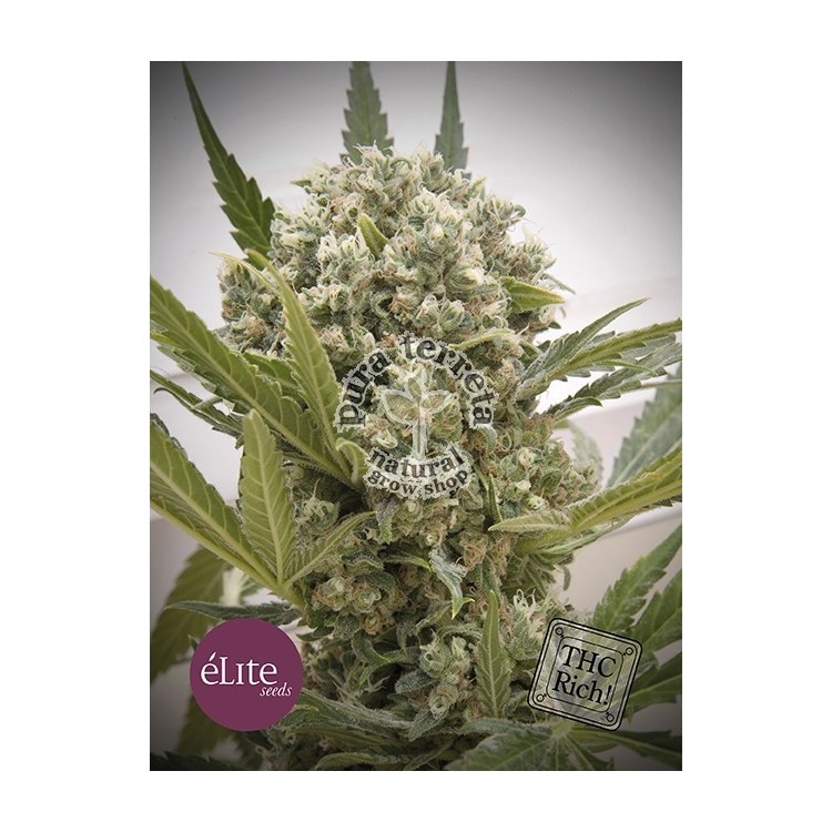 Elite seeds. La Katana