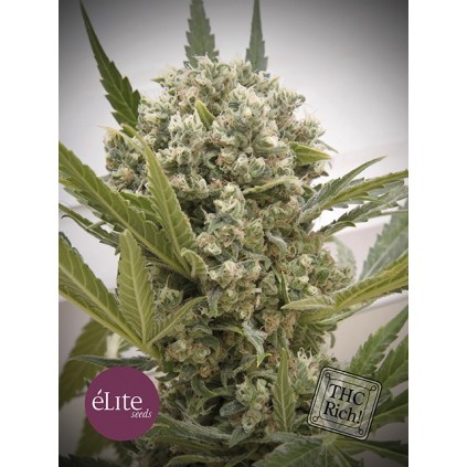 Elite seeds. La Katana