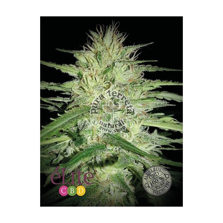 Juanita la lagrimosa Elite seeds