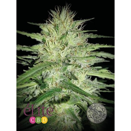 Juanita la lagrimosa Elite seeds