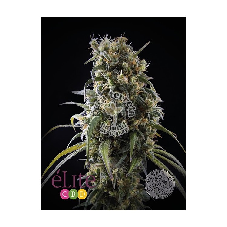 La Rica CBD Elite seeds