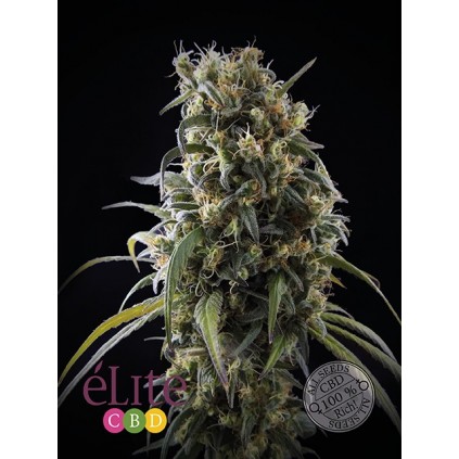 La Rica CBD Elite seeds