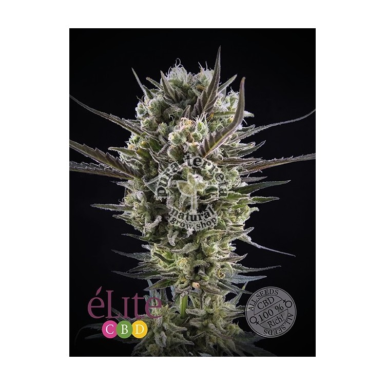 Llimonet Haze CBD Elite seeds