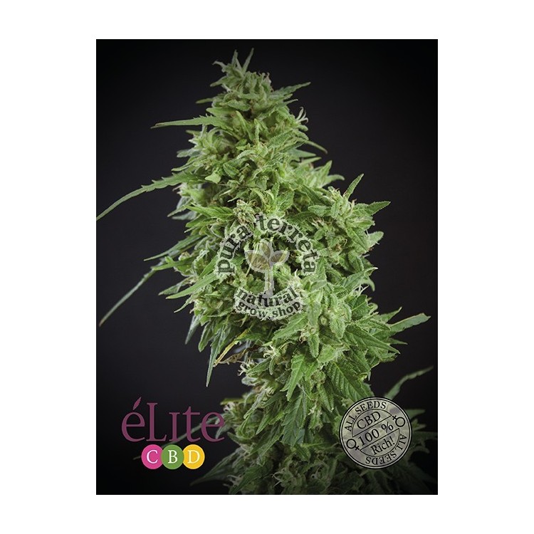 Amnesia Haze Ultra CBD Elite seeds