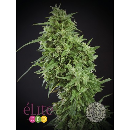 Amnesia Haze Ultra CBD Elite seeds