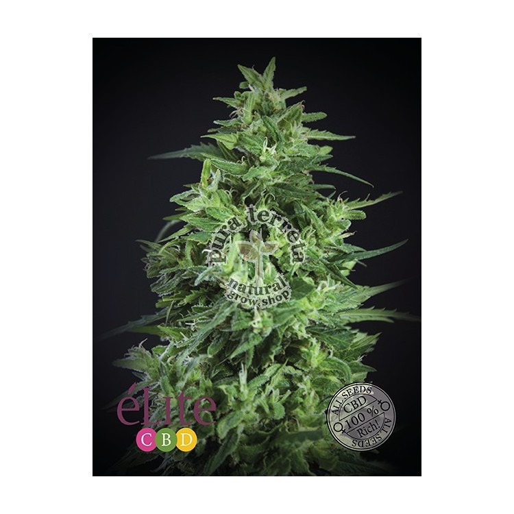 Llimonet Haze Ultra CBD Elite seeds