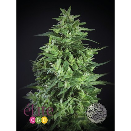 Llimonet Haze Ultra CBD Elite seeds