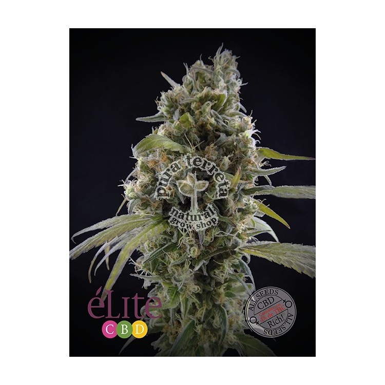 Solodiol Elite seeds