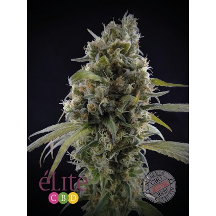Solodiol Elite seeds