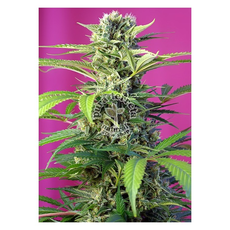 Chem Beyond Diesel CBD