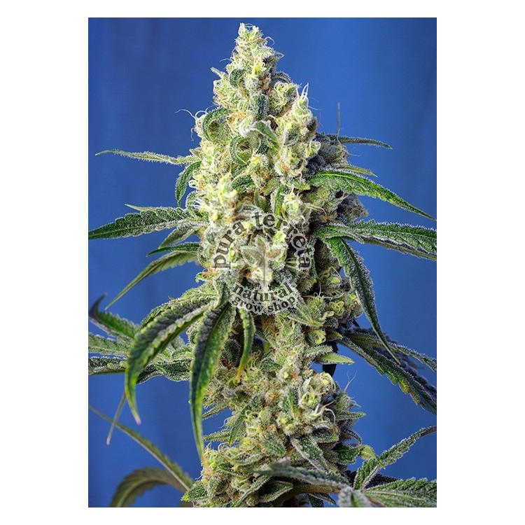Green Poison CBD