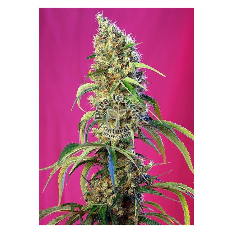 Black Jack CBD