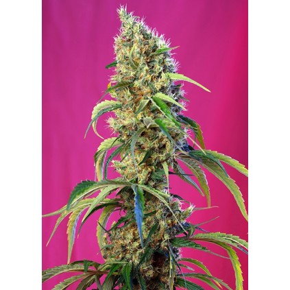 Black Jack CBD