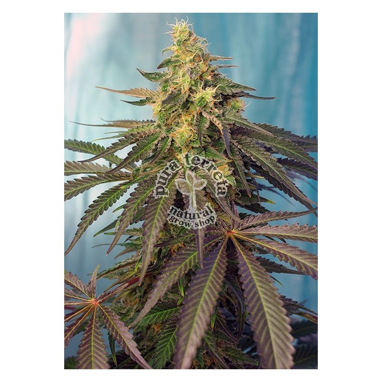Cream Caramel CBD
