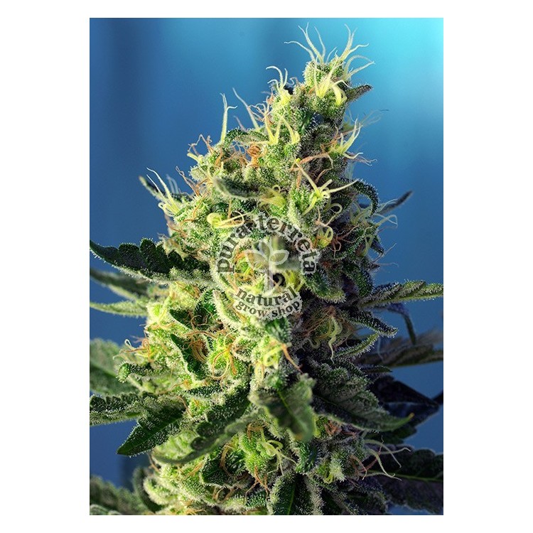 Sweet Pure CBD