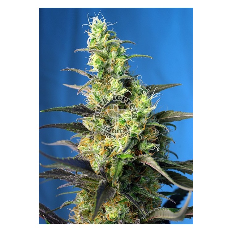Ice Cool CBD