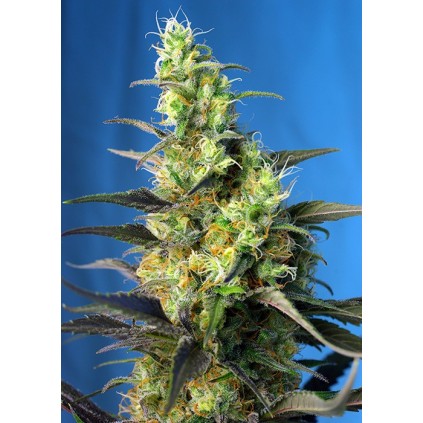 Ice Cool CBD