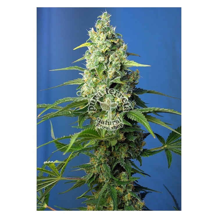 Honey Peach Auto CBD Sweet Seeds