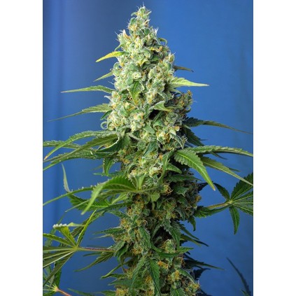 Honey Peach Auto CBD Sweet Seeds