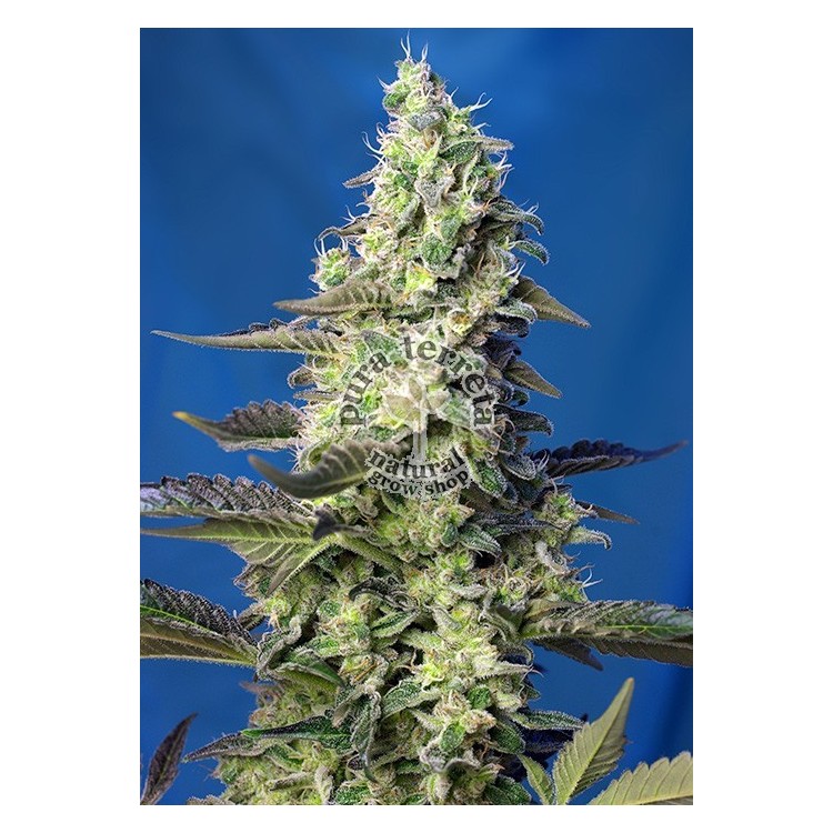 Green Poison XL Auto