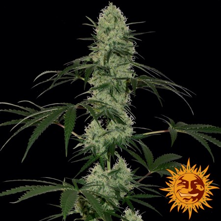 Tangerine Dream Auto Barney´s Farm