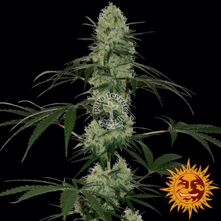 Tangerine Dream Auto Barney´s Farm