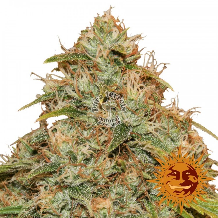 CBD Lemon Potion Auto Barney´s Farm