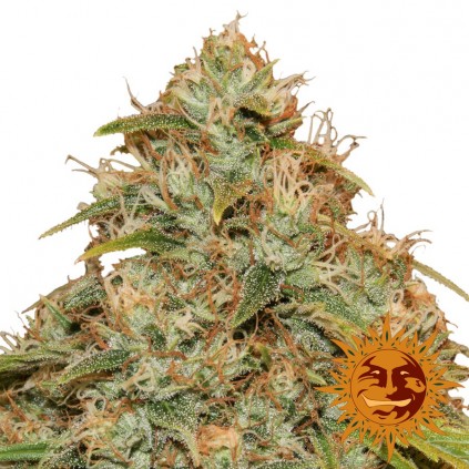CBD Lemon Potion Auto Barney´s Farm