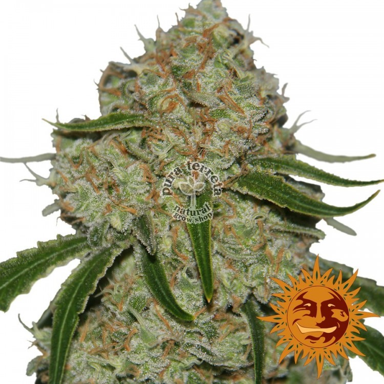 Phantom Og Barneys Farm