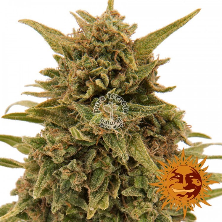 Blueberry Og Barneys Farm