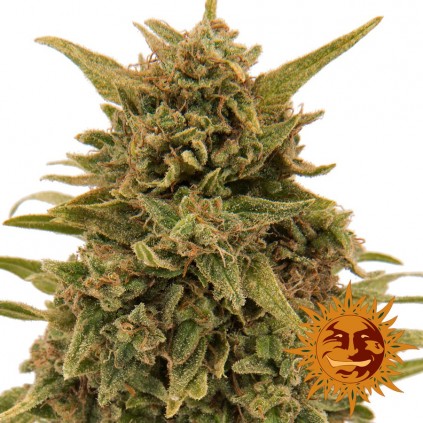 Blueberry Og Barneys Farm