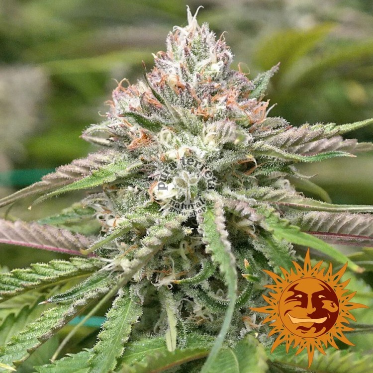 Peyote Critical Barneys Farm