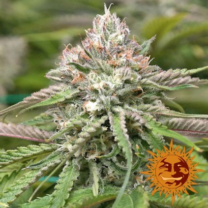 Peyote Critical Barneys Farm