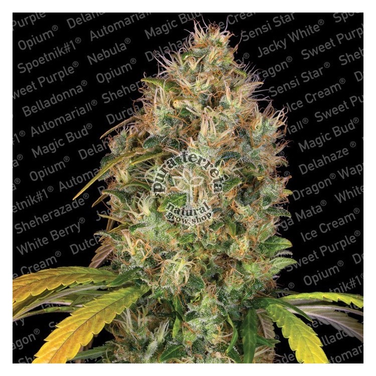 Dutch Kush Paradise Seeds