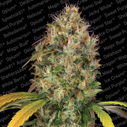 Dutch Kush Paradise Seeds