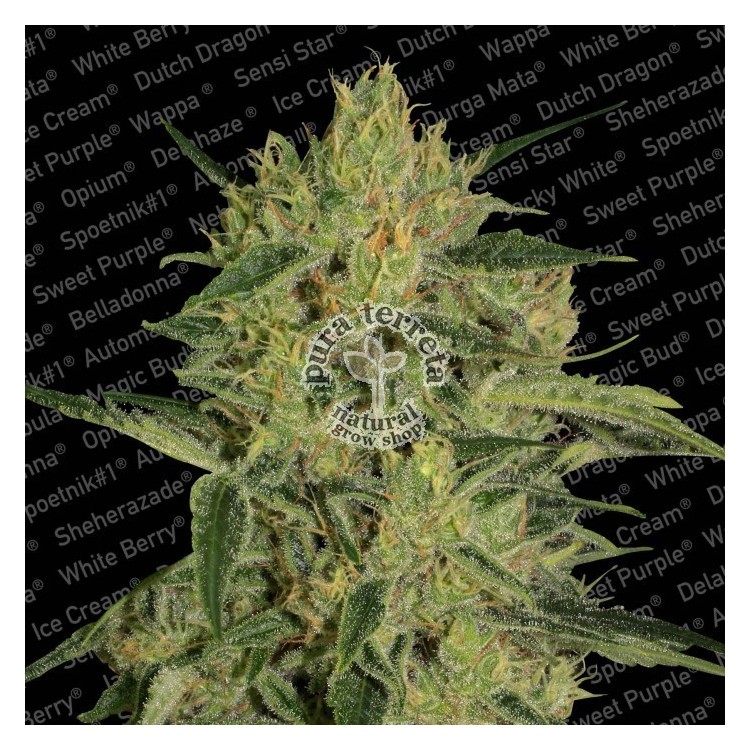 Nebula II CBD Paradise Seeds